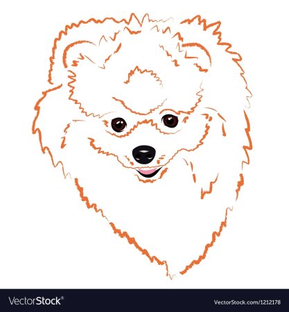 Контур померанского шпица