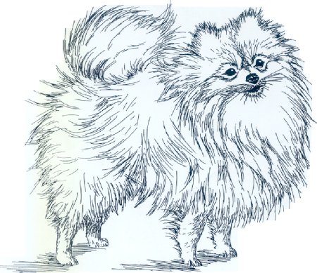 Рисунок собака поэтапно шпиц (49 фото)