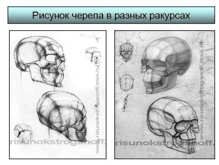 Череп с разных ракурсов
