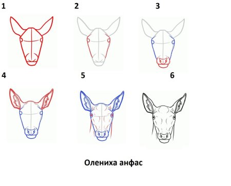 Оленьи ноги рисунок карандашом
