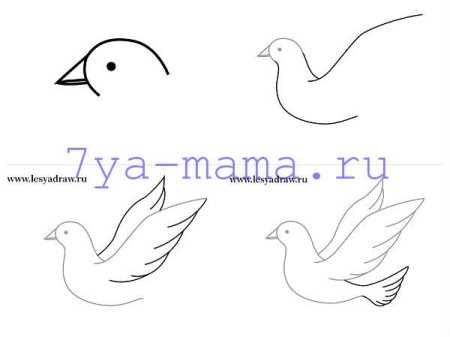 Поэтапное рисование голубя мира