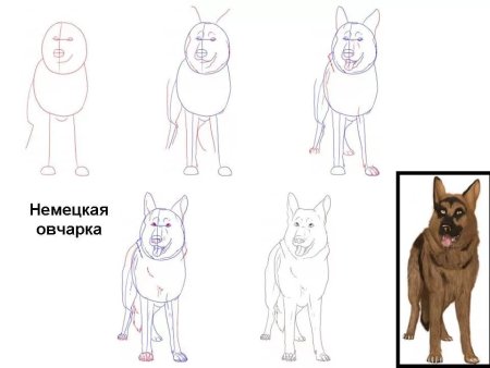 Рисунок немецкой овчарки лёгкий для новичков