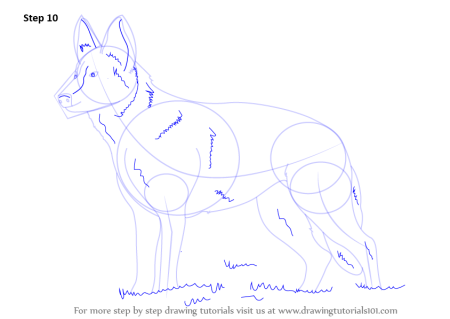 Поэтапное рисование немецкой овчарки