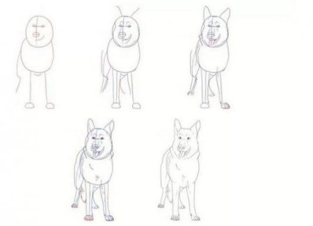 Немецкая овчарка сбоку рисунок