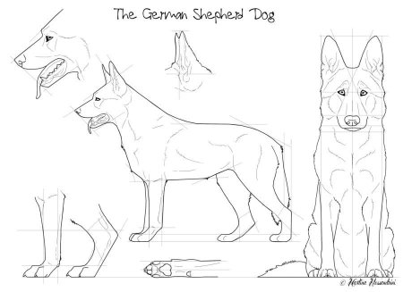 Поэтапное рисование собаки