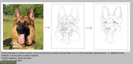 Рисунок немецкой овчарки карандашом для детей легкие