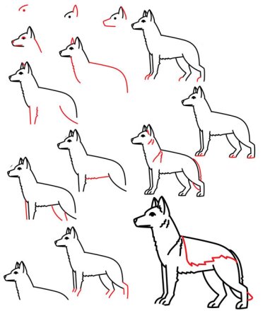 Поэтапный рисунок собаки карандашом