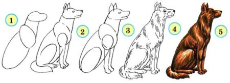 Овчарка карандашом для начинающих