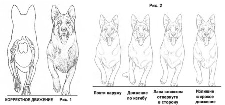Рисунки немецкой овчарки по этапам