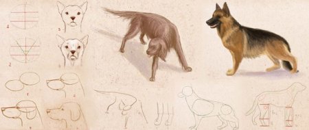 Поэтапное рисование немецкой овчарки