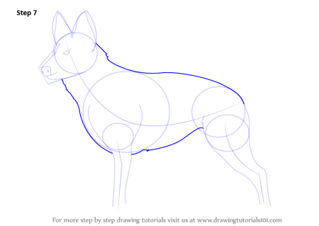 Поэтапный рисунок овчарки