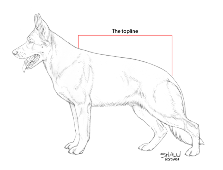 Овчарка карандашом для начинающих