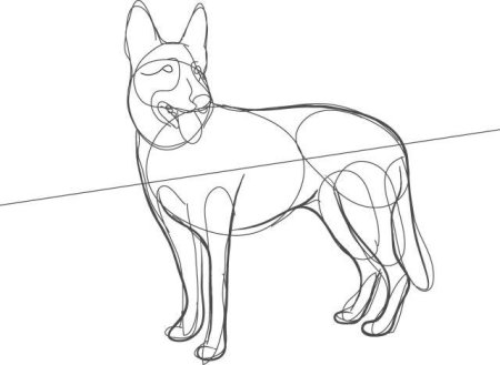 Рисунок овчарки карандашом для срисовки