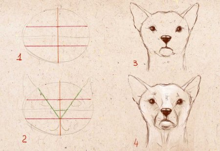 Схема рисования лица собаки