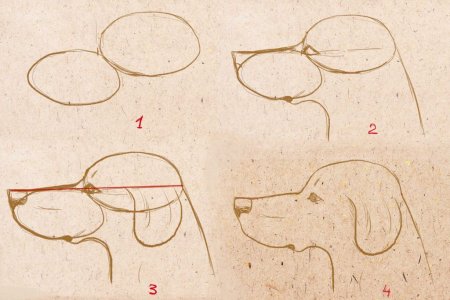 Морда собаки пошагово