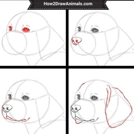 Нарисовать морду собаки поэтапно