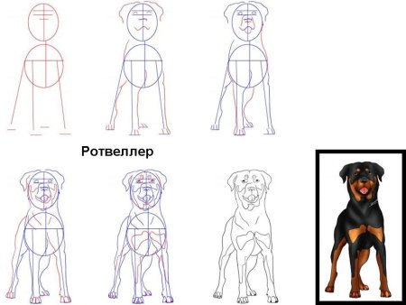 Как нарисовать собаку
