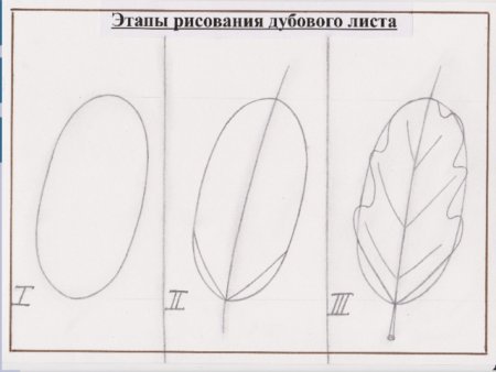Поэтапное рисование листа дуба