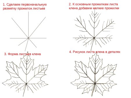 Поэтапное рисование кленового листа