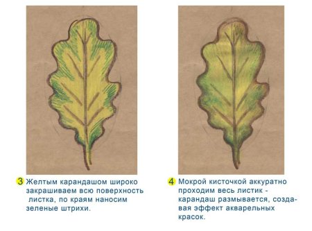 Строение Дубового листа