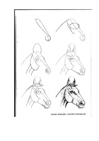 Поэтапное рисование морды лошади