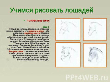 Морда лошади в профиль карандашом
