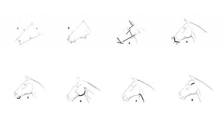 Поэтапное рисование морды лошади спереди