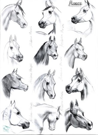 Поэтапное рисование зебры