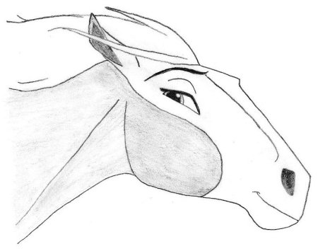 Голова лошади референс