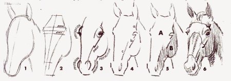 Нарисовать голову лошади пошагово