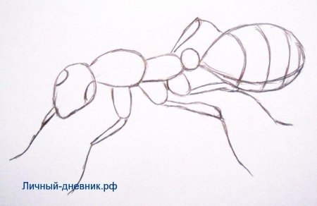Поэтапное рисование насекомых