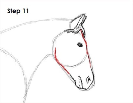 Анатомия морды лошади