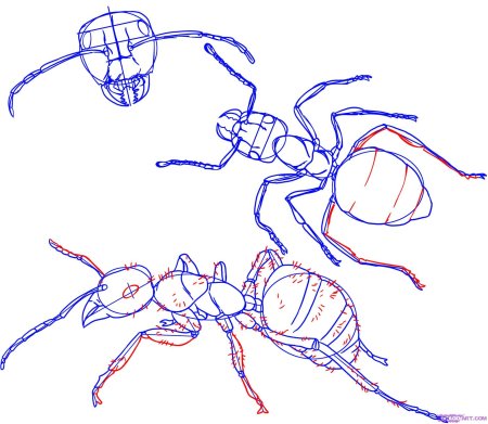 Муравей рисунок для детей карандашом