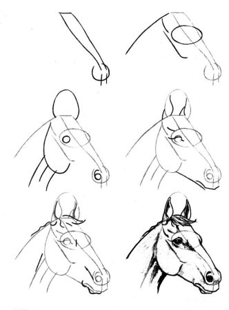 Пропорции головы лошади спереди