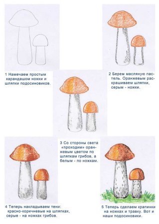 Поэтапное рисование гриба