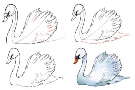 Лебедь сбоку рисунок