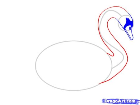 Поэтапный рисунок лебедя