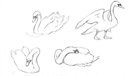 Лебедь карандашом