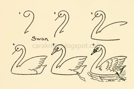 Рисунок лебедя для срисовки