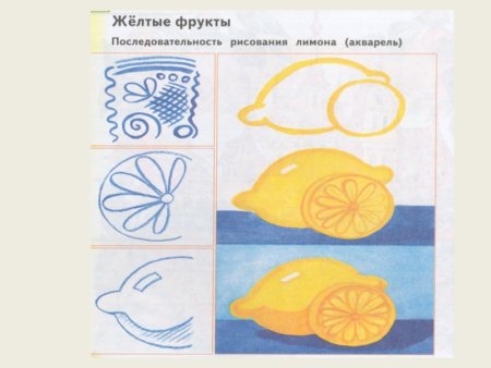 Лимон рисунок карандашом поэтапно