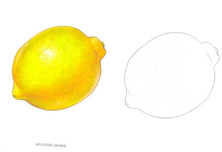 Нарисовать клубнику поэтапно