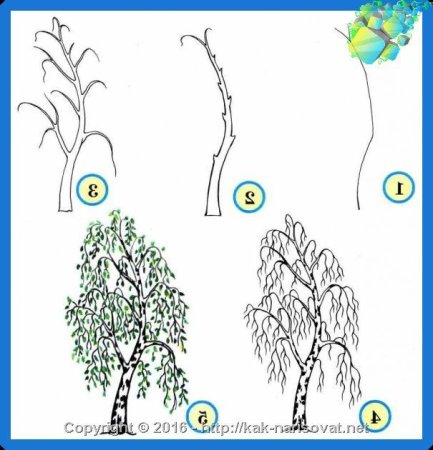 Поэтапное рисование ивы
