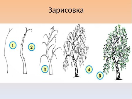 Ива рисунок карандашом для детей поэтапно