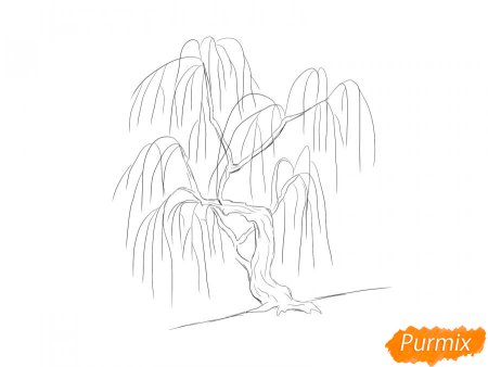 Раскраска дерево Ива