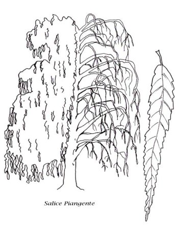 Ива рисунок карандашом для детей