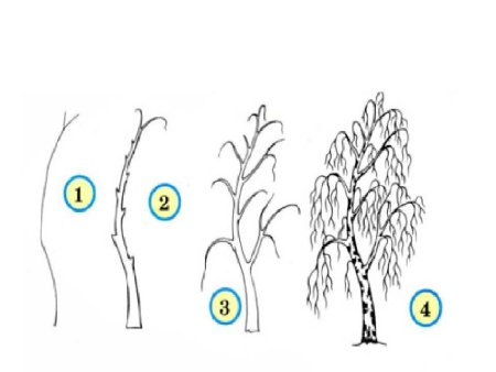 Поэтапное рисование ивы для детей