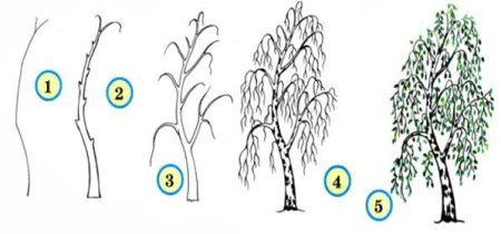 Поэтапное рисование ивы карандашом