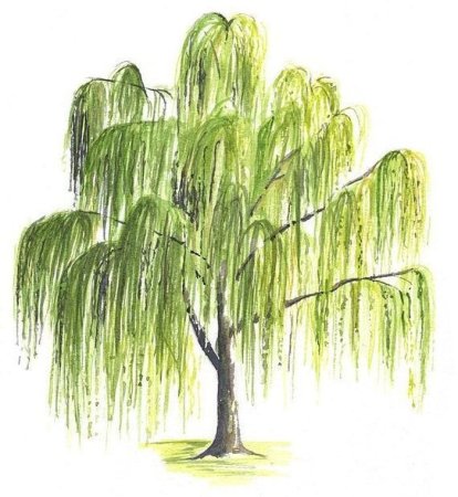 Последовательное рисование дерева