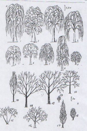 Рисунок декоративной ивой