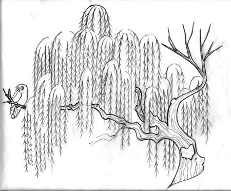 Ствол ивы силуэтам